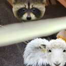 롯데리아(하복대점) | 롯데리아 나폴리 맛피아 버거 토마토 바질 먹어봄 내 돈 내산 솔직 후기