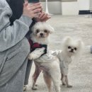 댕댕플래닛 이미지