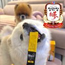 멍블리 펫 | 홍삼 먹어도 될까? &#39;멍블리타임&#39; 우리집 강아지가...츄르 홍삼 간식, 노견 면역력엔 홍삼 ! 내돈내산 후기