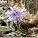 평창들꽃 이미지