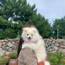 애견카페앤호텔오멍가멍