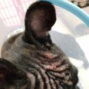 미사늘봄동물병원 이미지