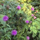 석양 속 생명의 날 이미지