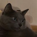 뽑기 집나간인형 이미지