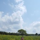 청보리목장 이미지