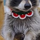 아잉독 애견카페 이미지