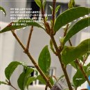 사랑열쇠 이미지