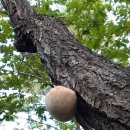 <b>요고바라</b> ''노루궁뎅이 감자전~^♡^