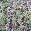 춘양농장 이미지