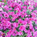 금정체육공원경륜장 이미지