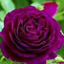 Burgundy Japanese Rose 이미지