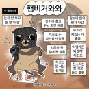 나 도둑와와야 이미지