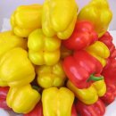 뉴피앙세 이미지