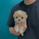 몽냥몽냥 강아지분양 일산점 이미지