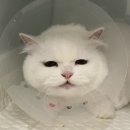 압구정동물의료센터 네이버블로그
