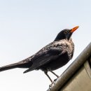 소리영어 상상영어 이미지