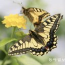 호랑나비 동아일보