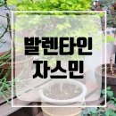강동꽃화원 이미지