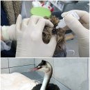 광주광역시 야생동물구조관리센터 이미지