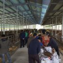 신안축산 이미지