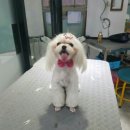 개깎는중 이미지