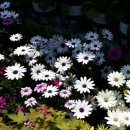 NC백화점 이미지