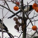 동쪽으로 이미지