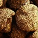 세계에서 제일 값비싼 버섯의 황제 서양송로버섯 이미지