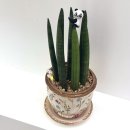 무인21 | 광주 무인 꽃집 24시꽃플라워오브유 상무점 1분만에 스투키 구매한 후기