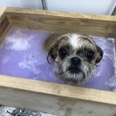 꼬몽그루밍 이미지