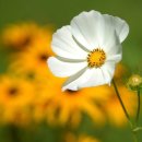 천생초교 이미지