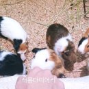 앤쥬 이미지