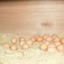 좋은농장 이미지