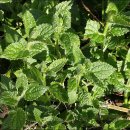 실로암농장 이미지