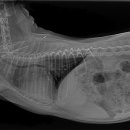 동물병원 All Pets 이미지