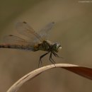 고추잠자리 이미지