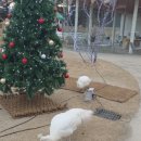 별빛목장 | 경기도 가평 가볼만한곳 양떼목장 가평 카페