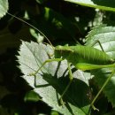 베짱이 [Long-Horned Grasshopper] 이미지