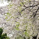 카페구르미 이미지