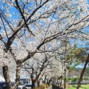 괴강 | 벚꽃 캠핑 아무리 다녀봐도 이 만한 곳이 없다 괴강관광농원 벚꽃캠 후기