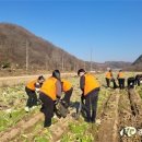 괴산증평교육지원청, 김치의 날을 맞아 노사합동 농촌 일손돕기 봉사활동 이미지