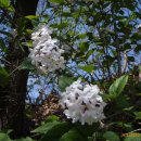 들꽃가람 이미지