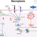 Re: Cathepsin B in programmed cell death machinery 이미지