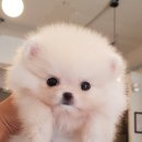 화이트포메라니안 이미지