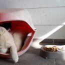 강아지와고양이 이미지