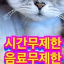 모여봐요 고양이카페 이미지