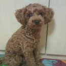 나의 강아지에게 이미지