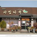 차밥나무 이미지