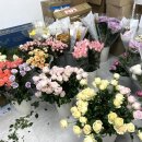 꼰띠고플로라 이미지