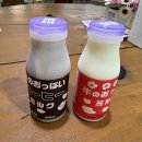 J.J목장 | 홋카이도 도동 여행 와타나베 젖소 체험 목장 후기｜Watanabe Experience Farm